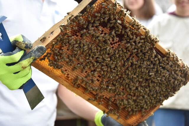 Bieneninstitut Kirchhain