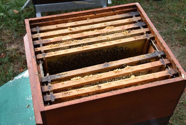 Bieneninstitut Kirchhain