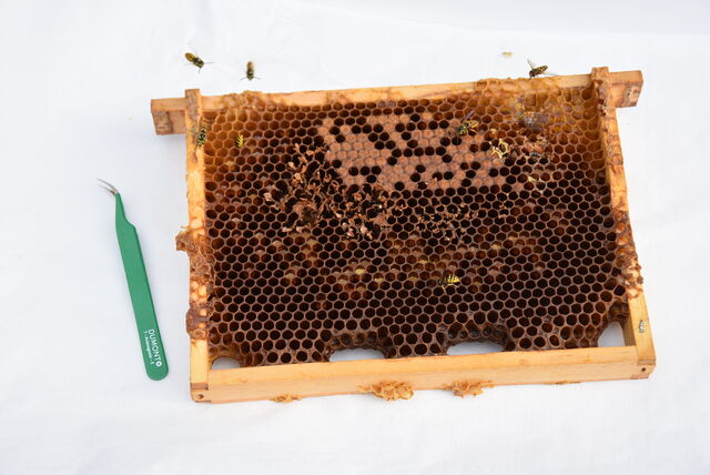 Bieneninstitut Kirchhain